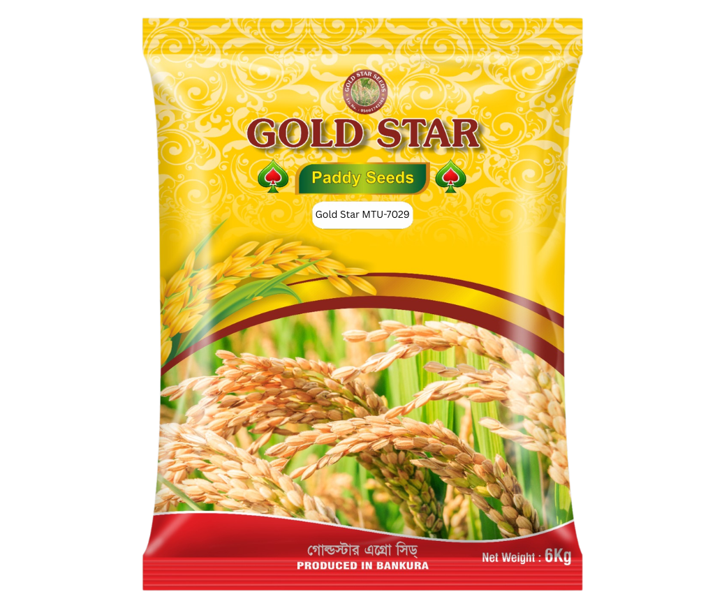 Gold Star MTU-7029 Swarna paddy variety in the field
